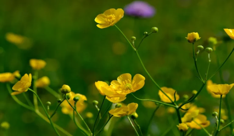 Flowers That Start With B