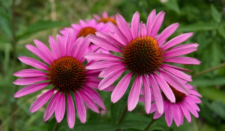 Flowers That Start With C