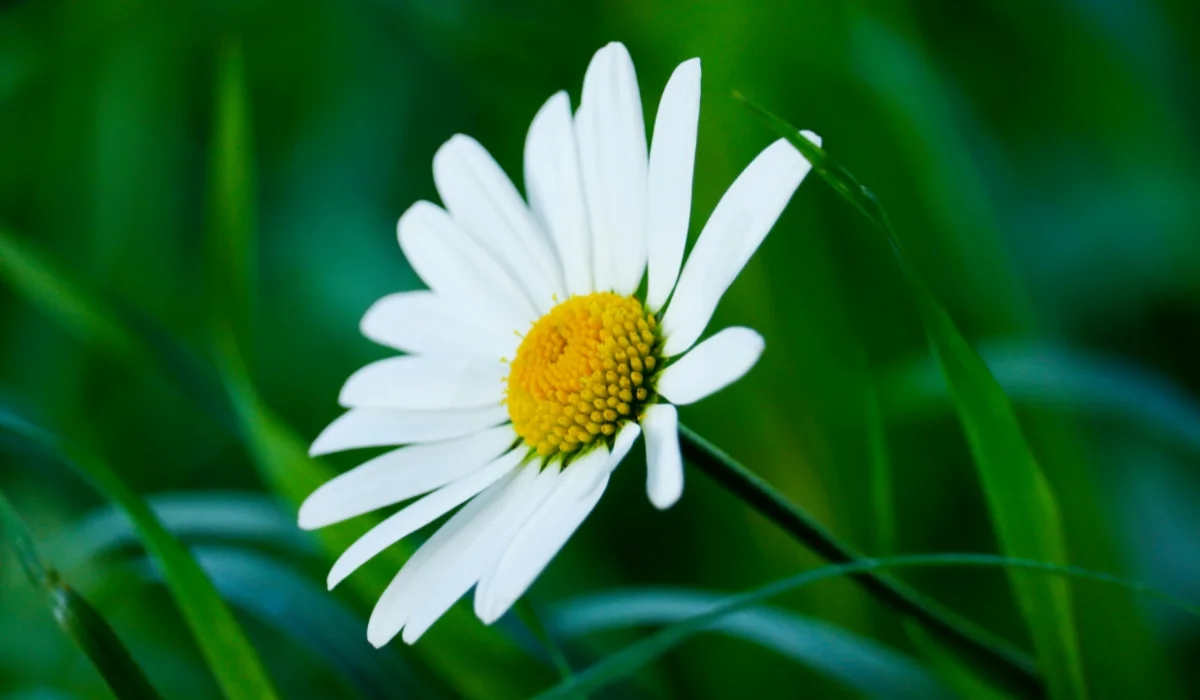 Flowers That Start With D