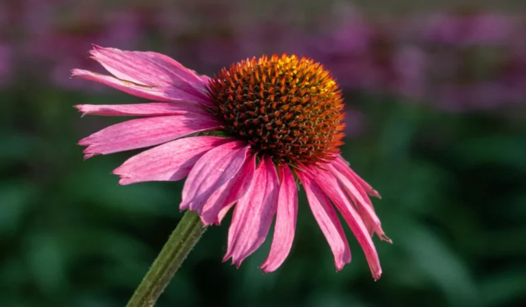 Flowers That Start With E