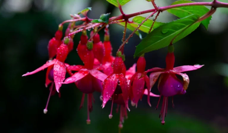 Flowers That Start With F