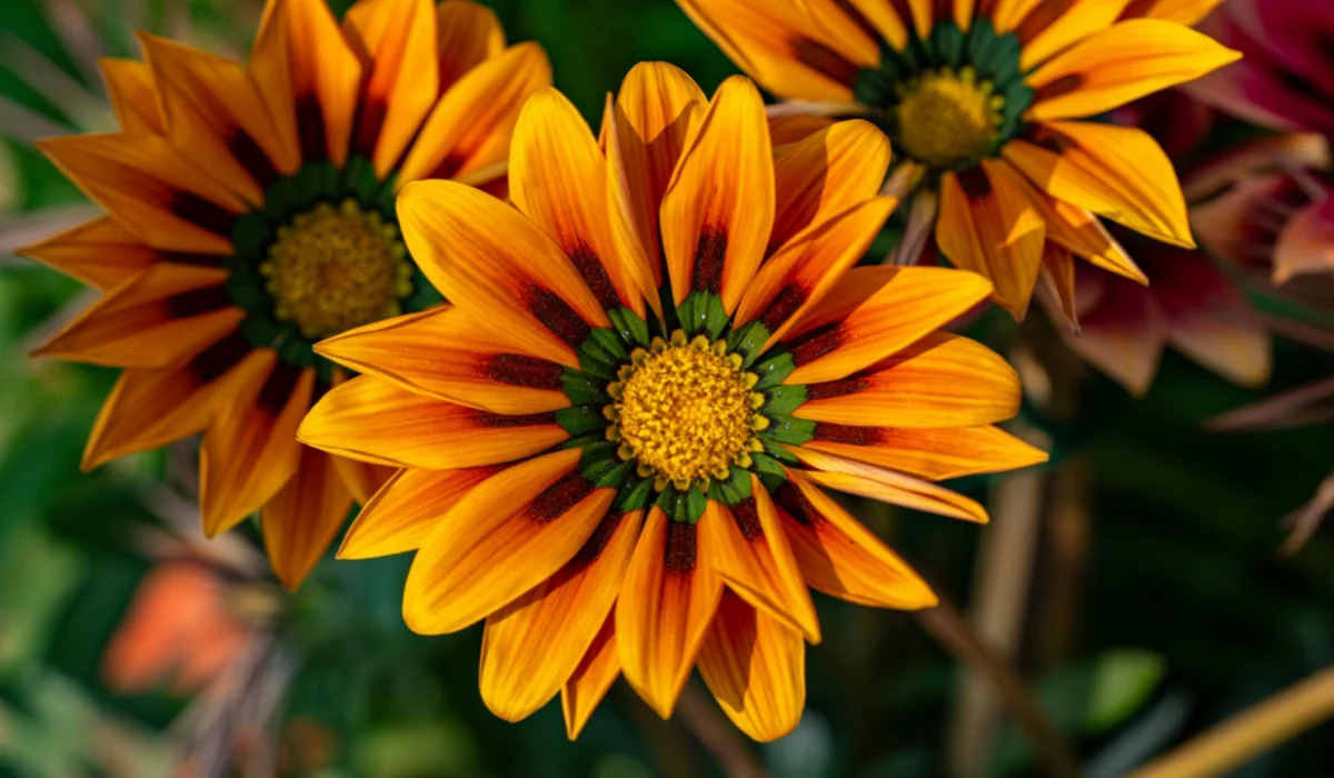 Flowers That Start With G