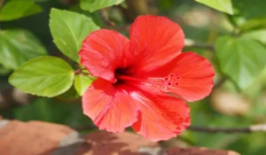 Flowers That Start With H