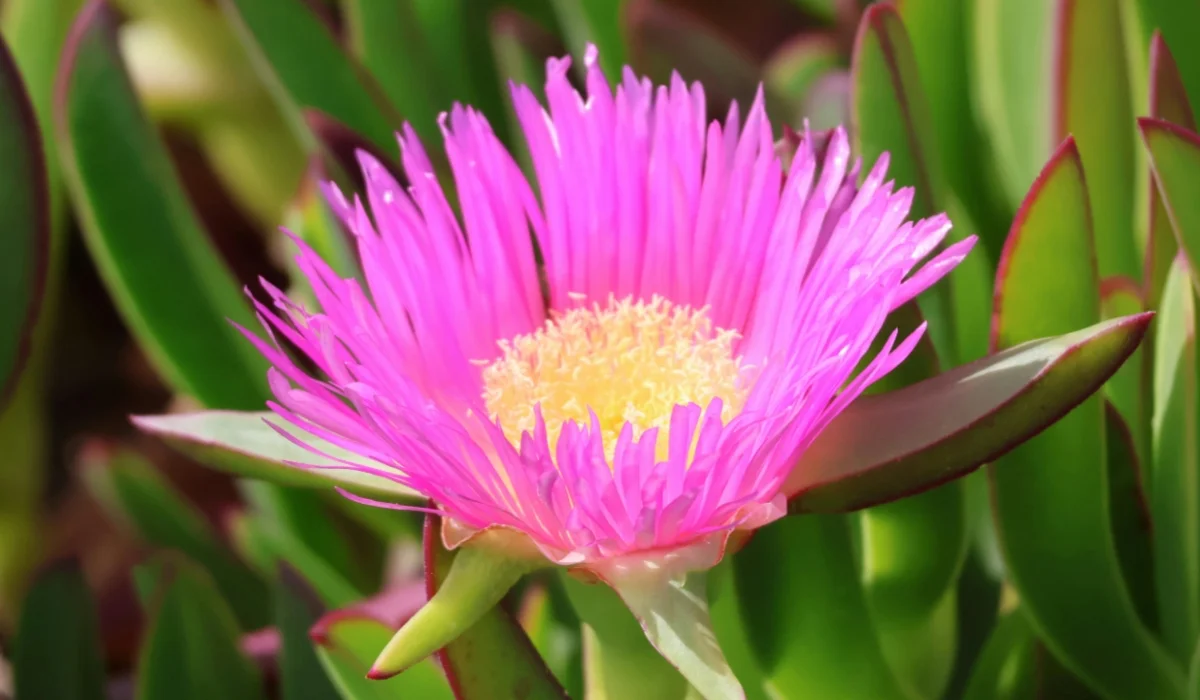 Flowers That Start With I