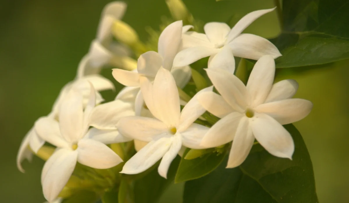 Flowers That Start With J