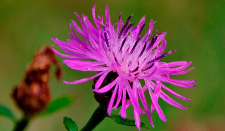 Flowers That Start With K