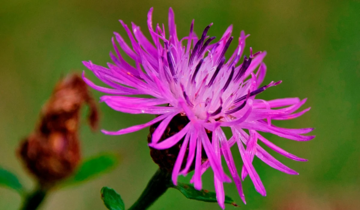 Flowers That Start With K