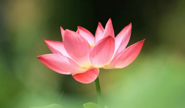 Flowers That Start With L