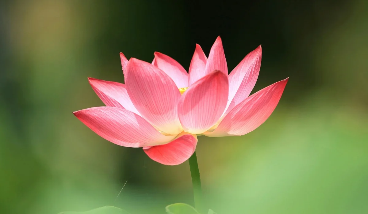 Flowers That Start With L