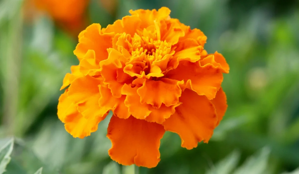 Flowers That Start With M