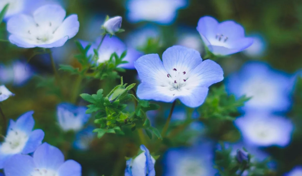 Flowers That Start With N