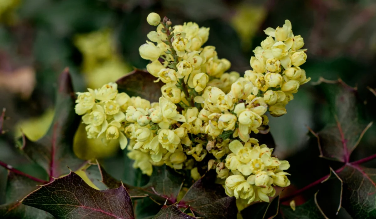 Flowers That Start With O