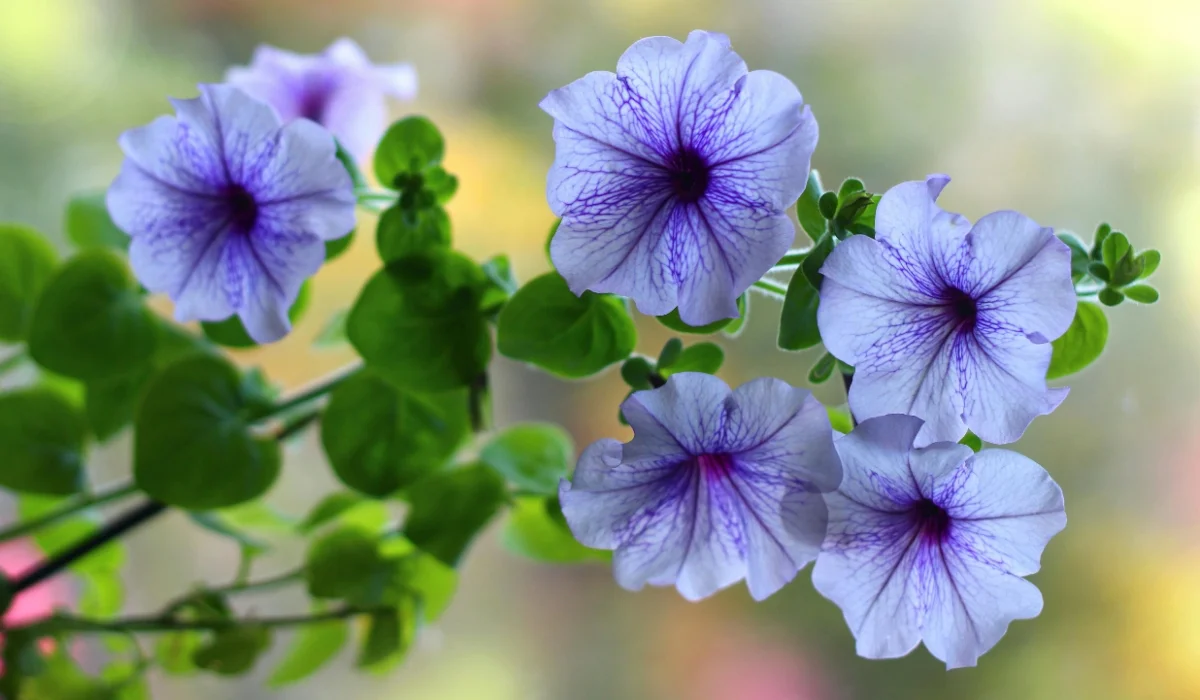Flowers That Start With P