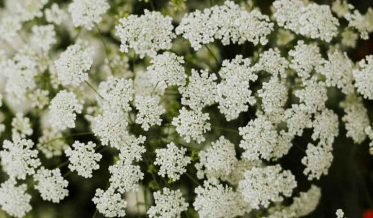 Flowers That Start With Q