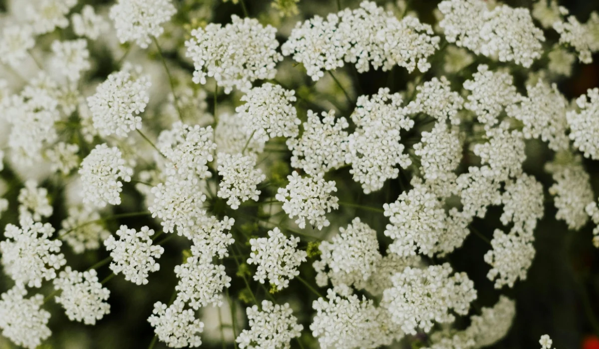 Flowers That Start With Q