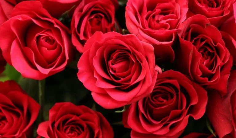Flowers That Start With R