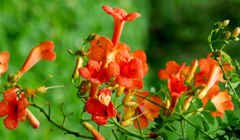 Flowers That Start With T