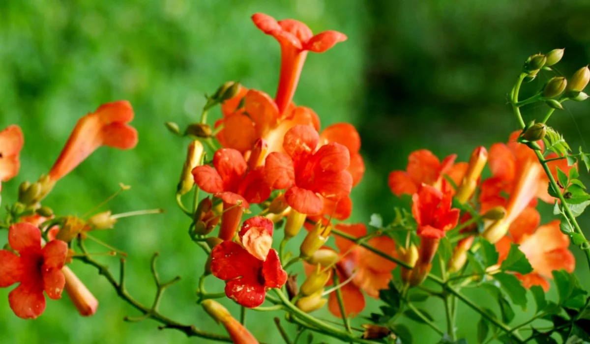Flowers That Start With T