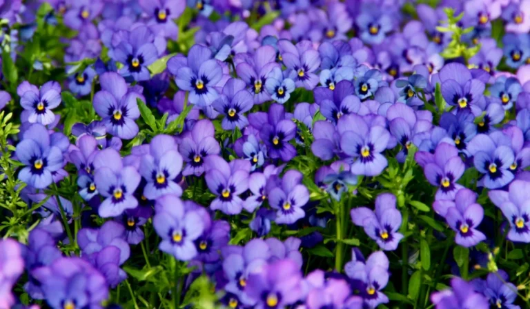 Flowers That Start With V