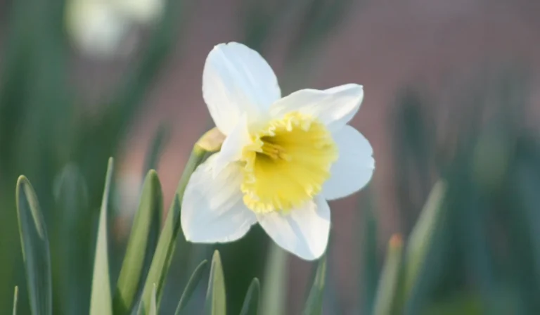 Flowers That Start With W