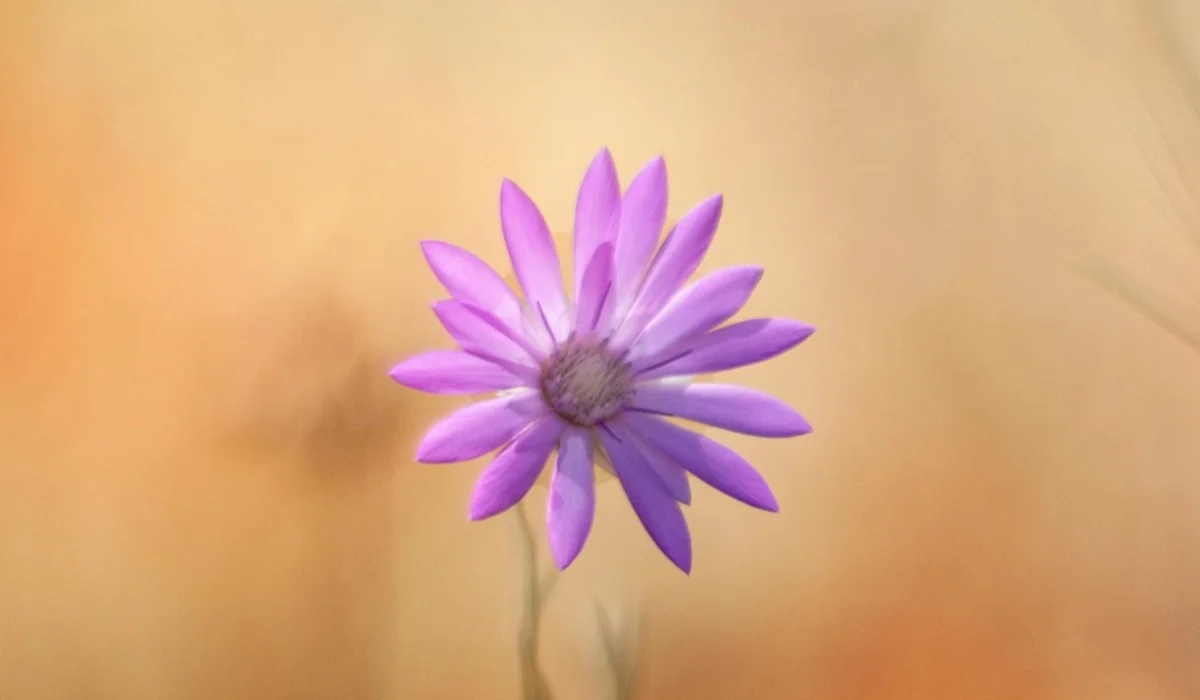 Flowers That Start With X