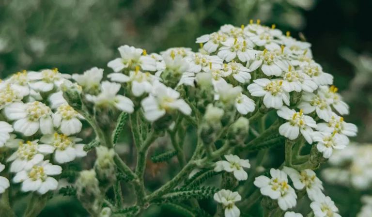 Flowers That Start With Y