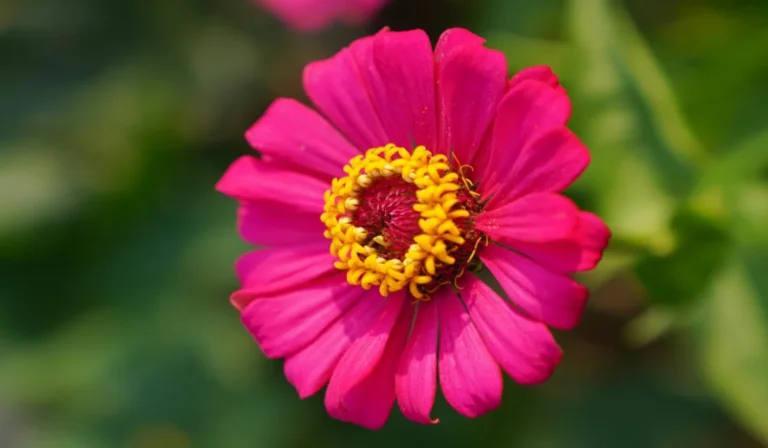 Flowers That Start With Z