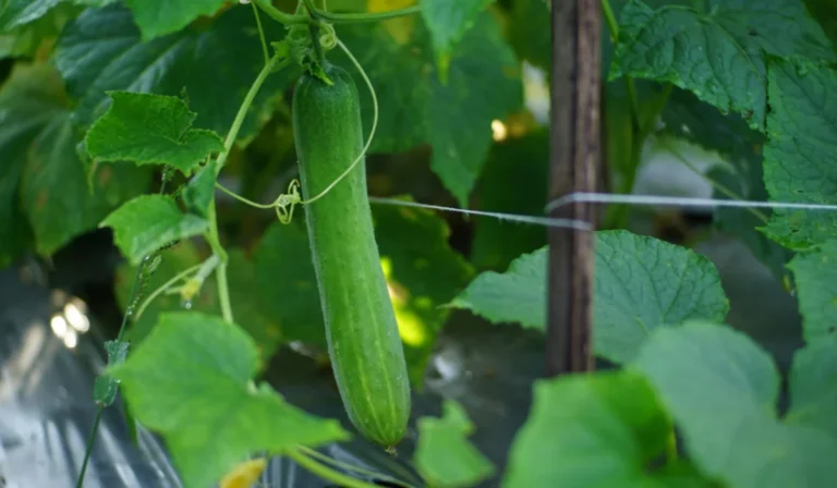 Vegetables That Start With C