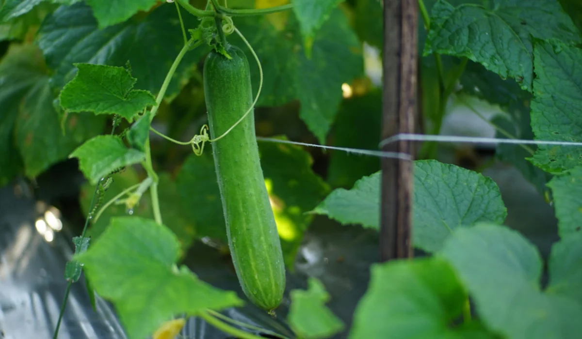 Vegetables That Start With C