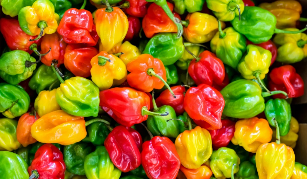 Vegetables That Start With H