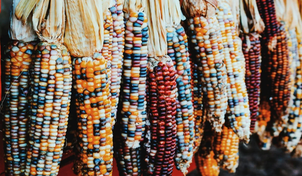 Vegetables That Start With I