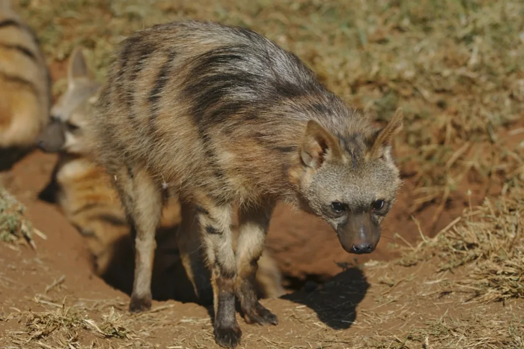 Aardwolf