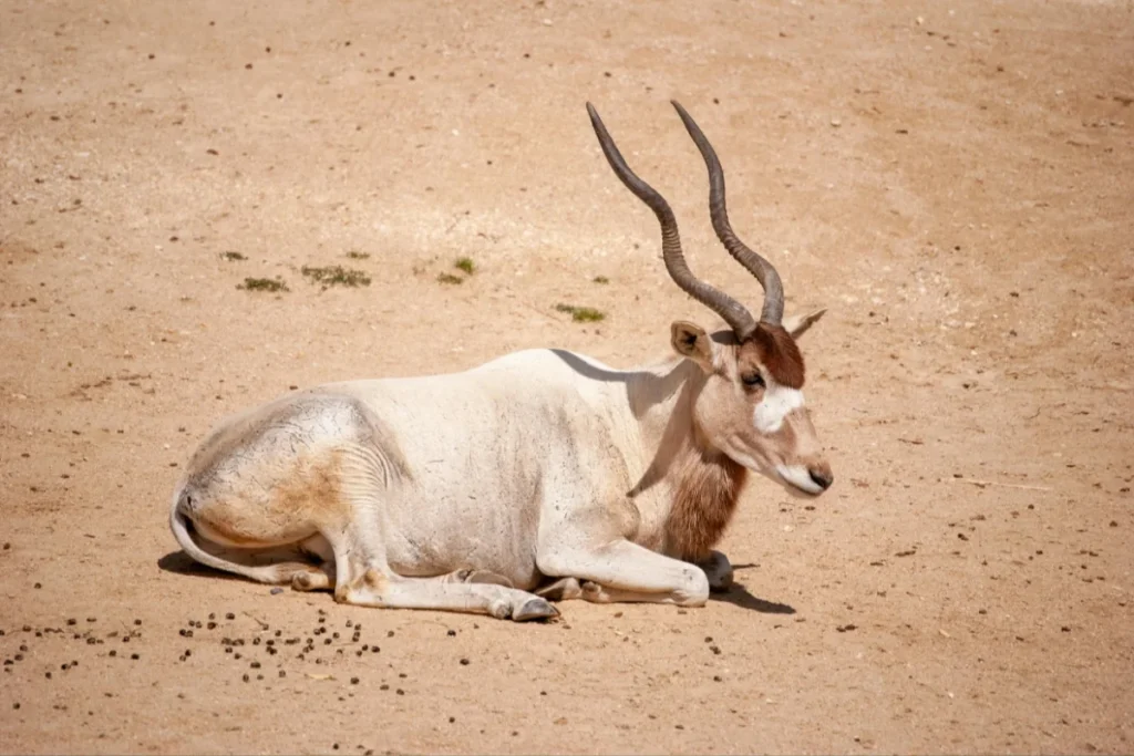 Addax
