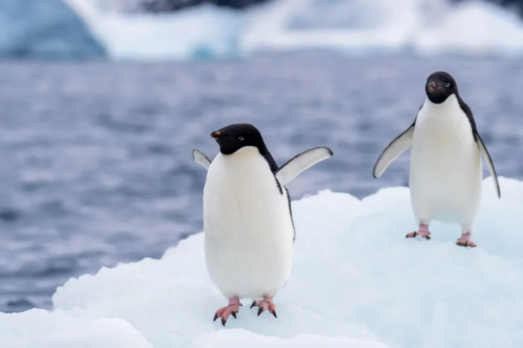 Adélie Penguins