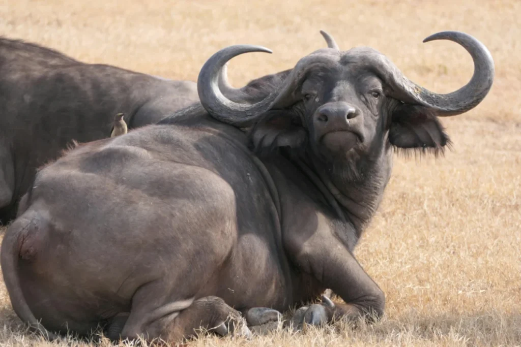 African Buffalo