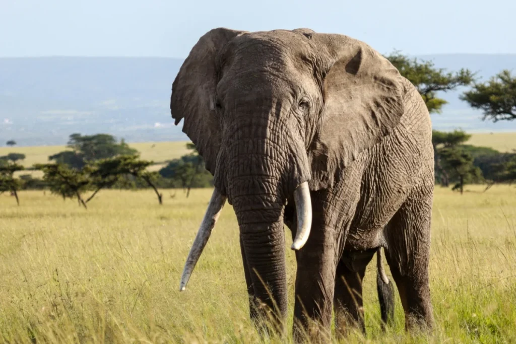 African Bush Elephant