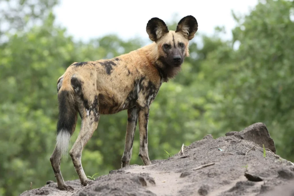 African Wild Dog