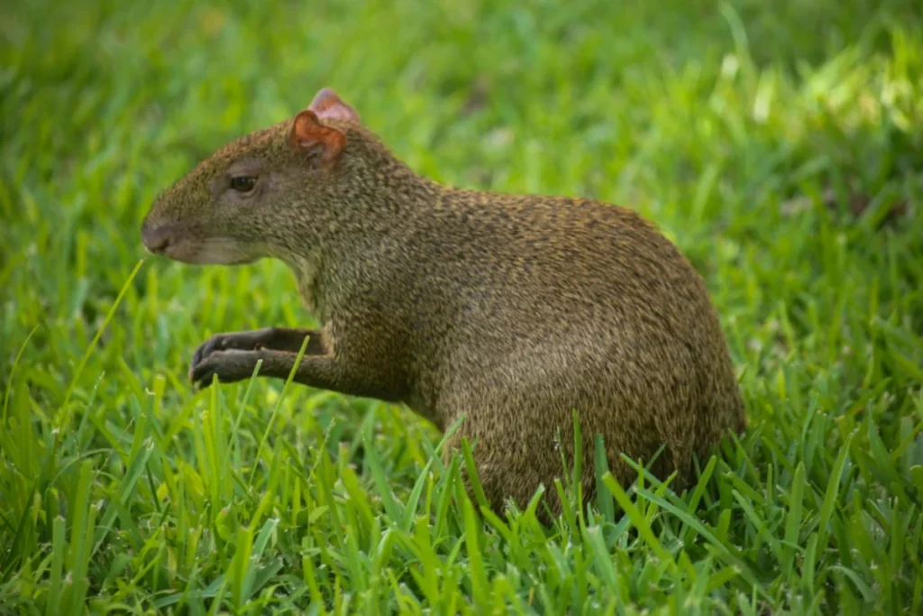 Agouti