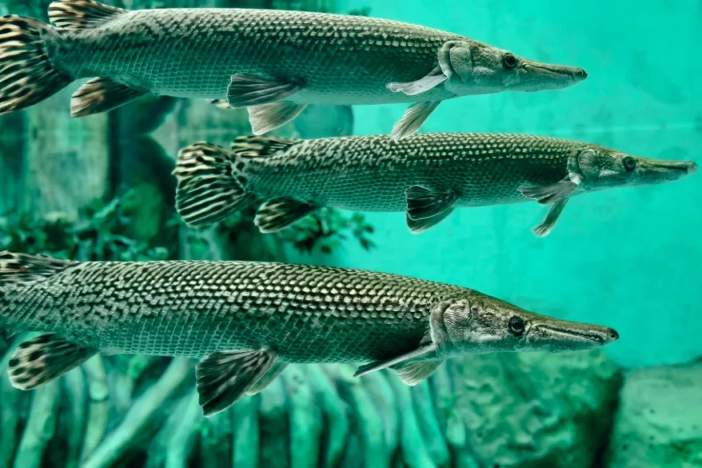 Alligator Gar