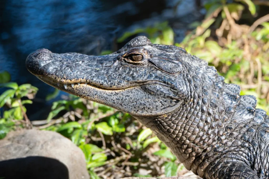 American Alligator