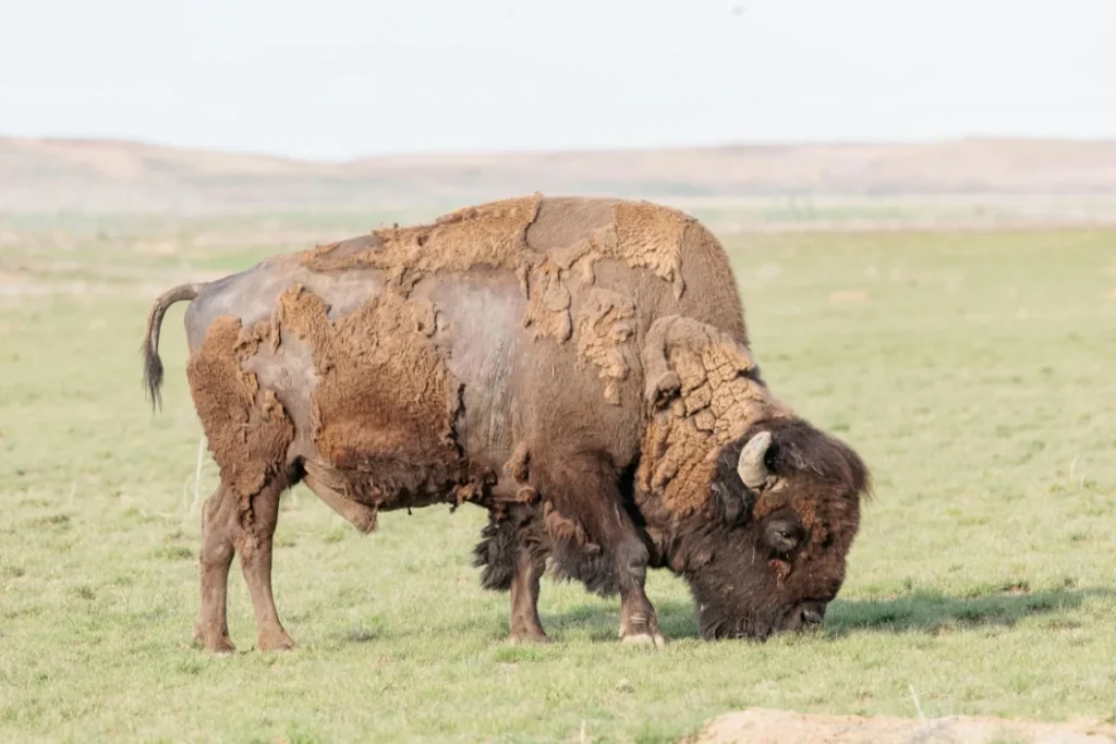 American Bison
