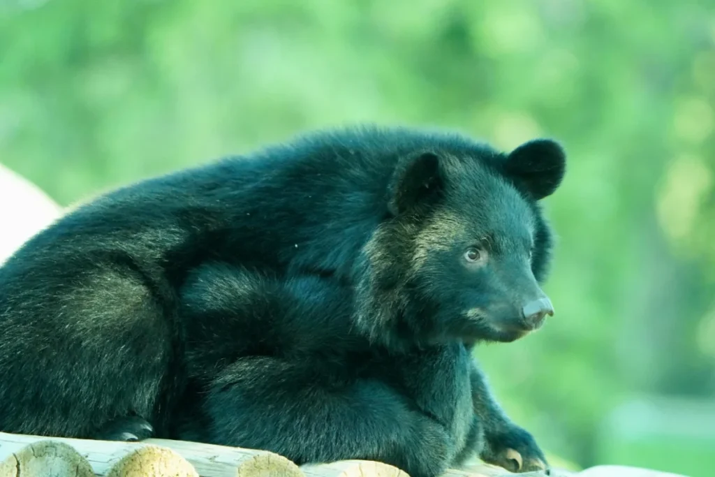 American Black Bear