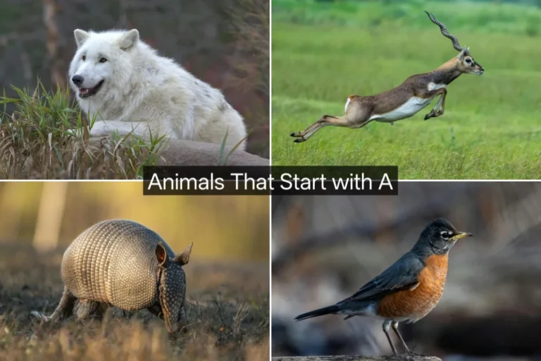 Animals That Start with A
