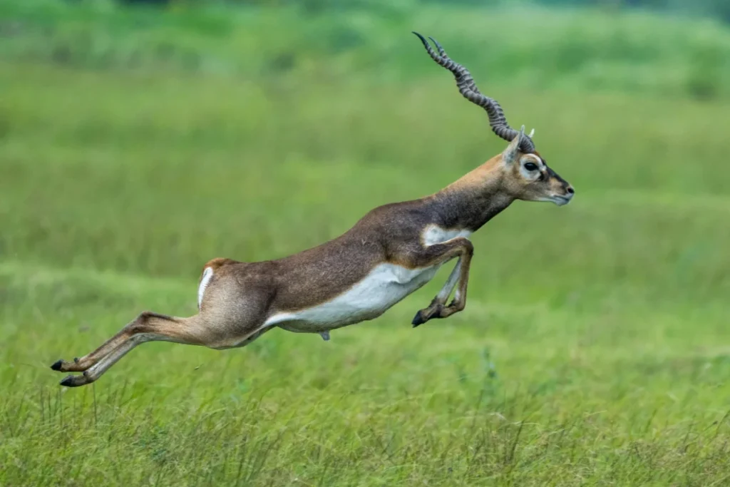 Antelope