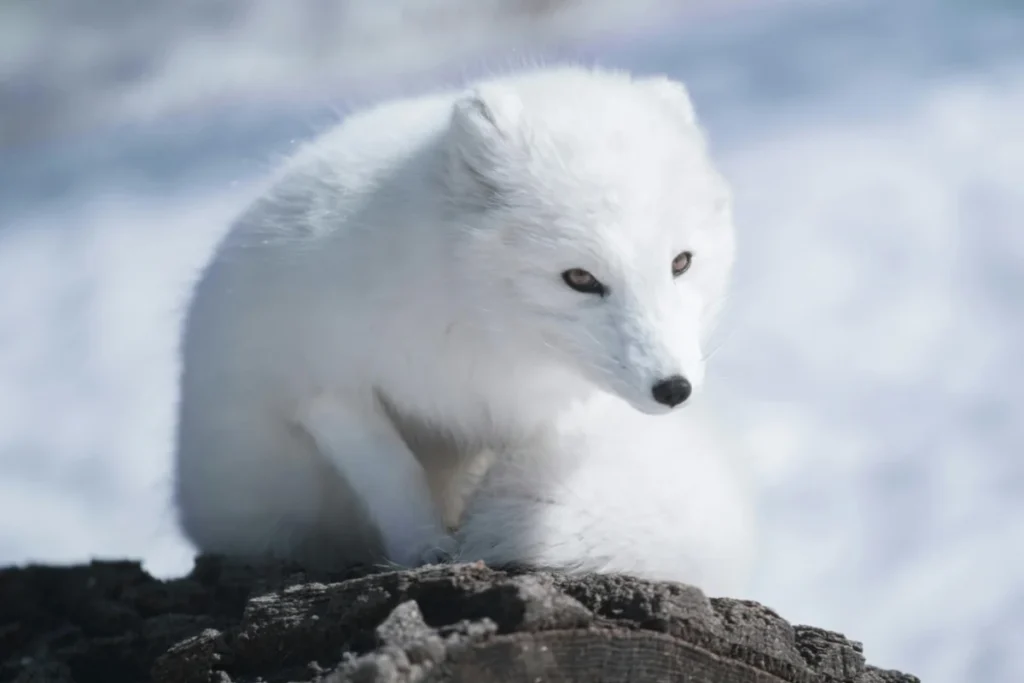 Arctic Fox