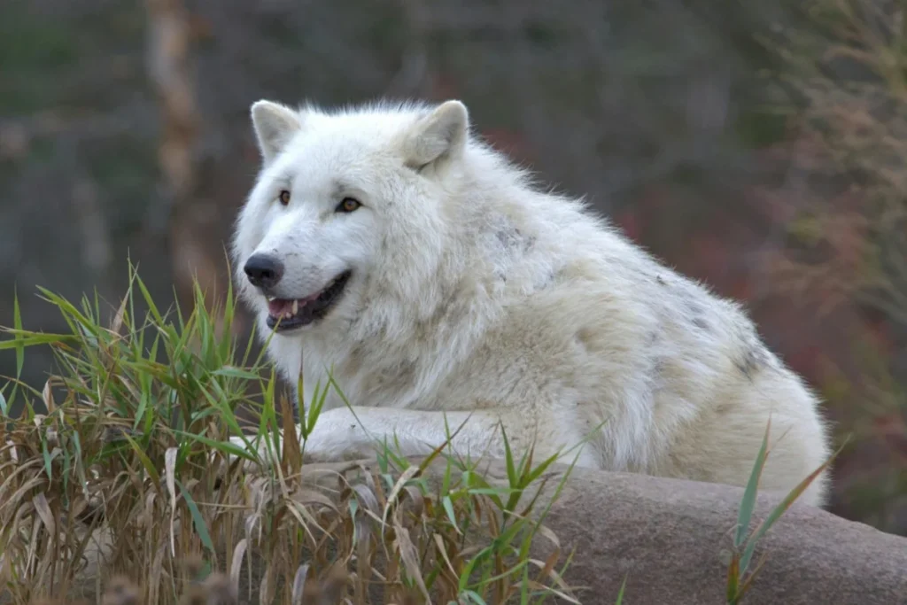 Arctic Wolf