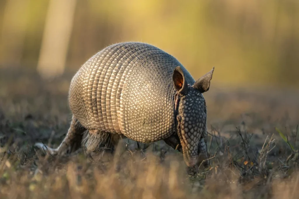 Armadillo