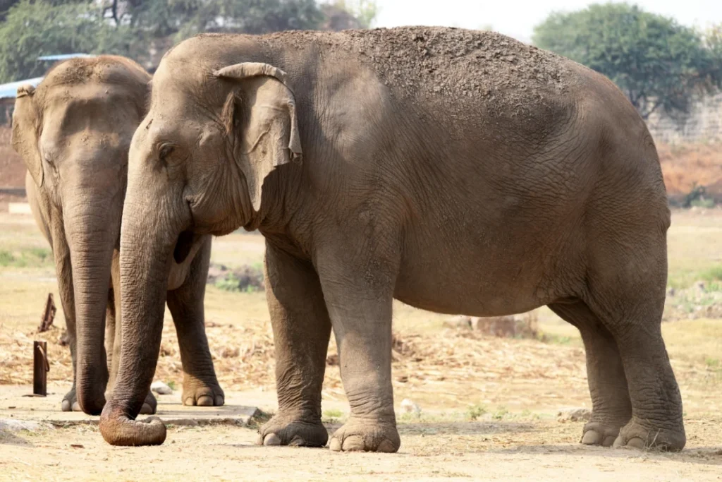 Asian Elephant