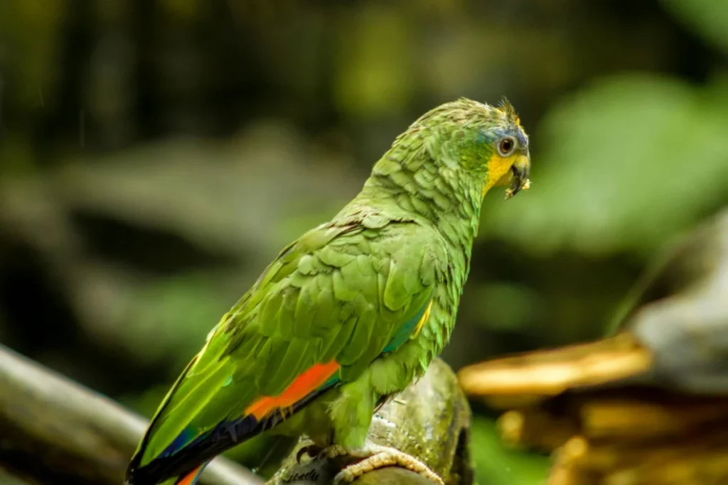 Blue-fronted Amazon Parrot