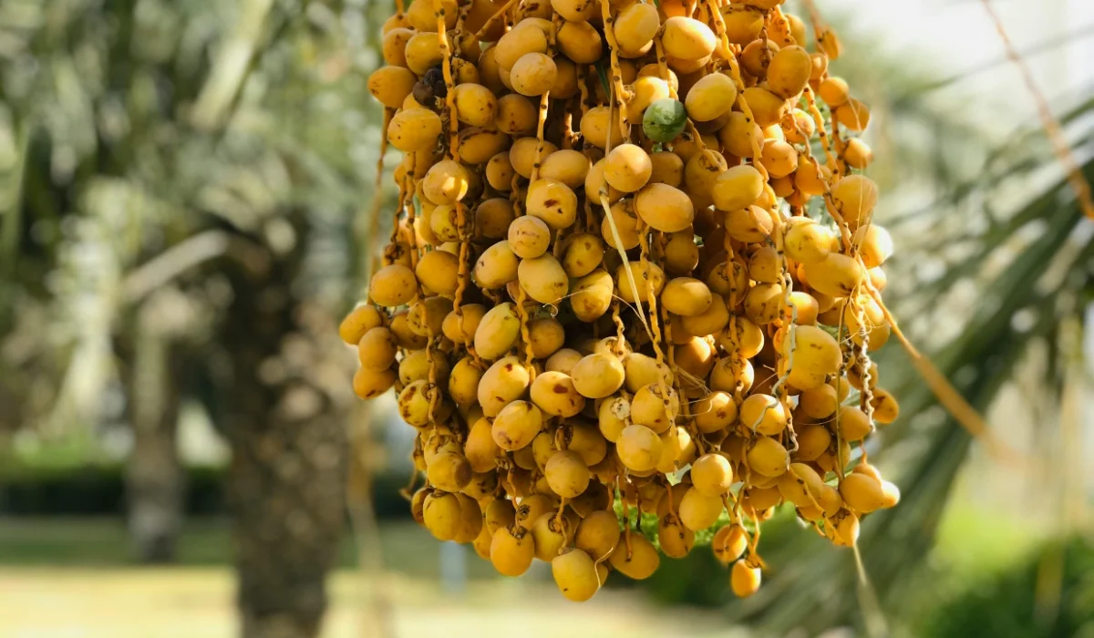 Fruits That Start with D